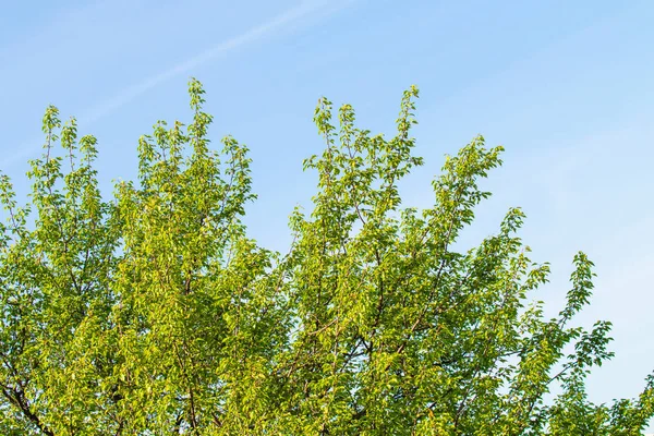Árboles Verdes Contra Cielo Azul Paisaje Verano — Foto de Stock