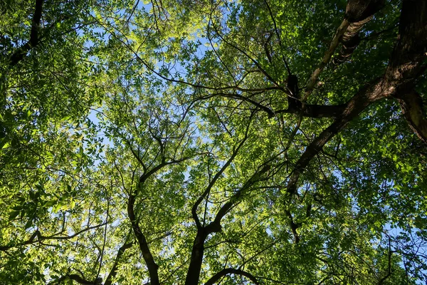 Mavi Gökyüzü Bahar Doğa Karşı Aşağıda Ağaçlar Görünümü Yeşil Yaprakları — Stok fotoğraf
