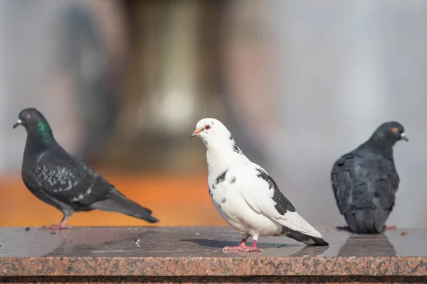 Vahşi Güvercin Oturur Arka Plan Bulanık Yaz Doğa — Stok fotoğraf