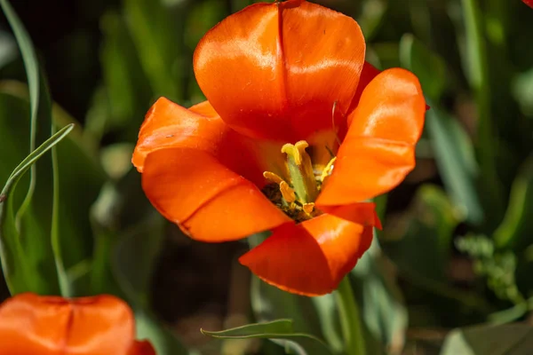 Flores Tulipán Brillantes Naturaleza Campo —  Fotos de Stock