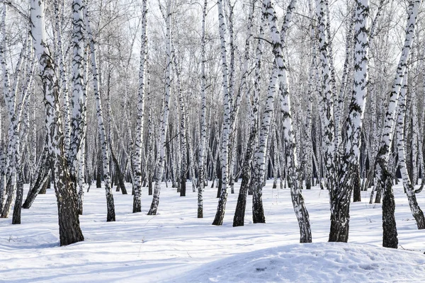 Huş Ağacı Orman Kış Manzarası — Stok fotoğraf