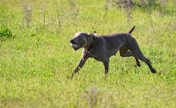 Охотничья Собака Бежит Поисках Добычи Зеленой Травы Весеннего Пейзажа — стоковое фото