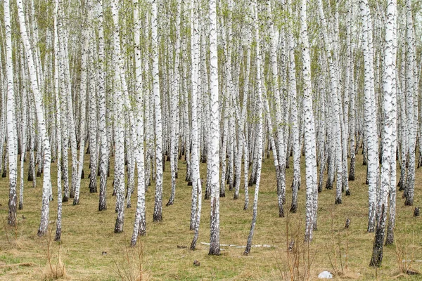 Berken Bomen Bos Gras Vroege Lente Landschap Bos Gebied — Stockfoto