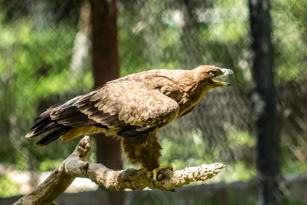 Uccello Rapace Seduto Albero Foglie Verdi Estate — Foto Stock