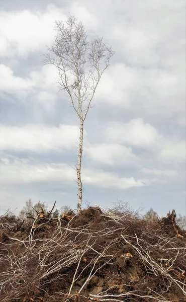 One birch against the background of felled forest, clouds in the sky. The destruction of nature ecology.