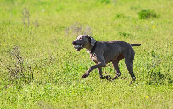 Berburu Anjing Berjalan Untuk Mencari Mangsa Rumput Hijau Pemandangan Musim — Stok Foto