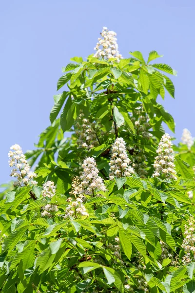 Blüten Weißer Kastanien Mit Grünem Laub — Stockfoto