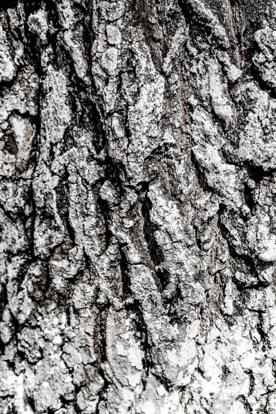 Υφή Ξύλινου Φόντου Φλοιού Δέντρων — Φωτογραφία Αρχείου