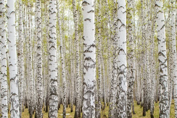 Arbres Bouleau Blanc Fond Forestier Printemps — Photo