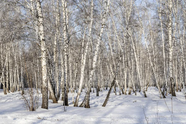 Björk Skog Vinterlandskap — Stockfoto