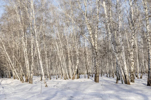 Björk Skog Vinterlandskap — Stockfoto