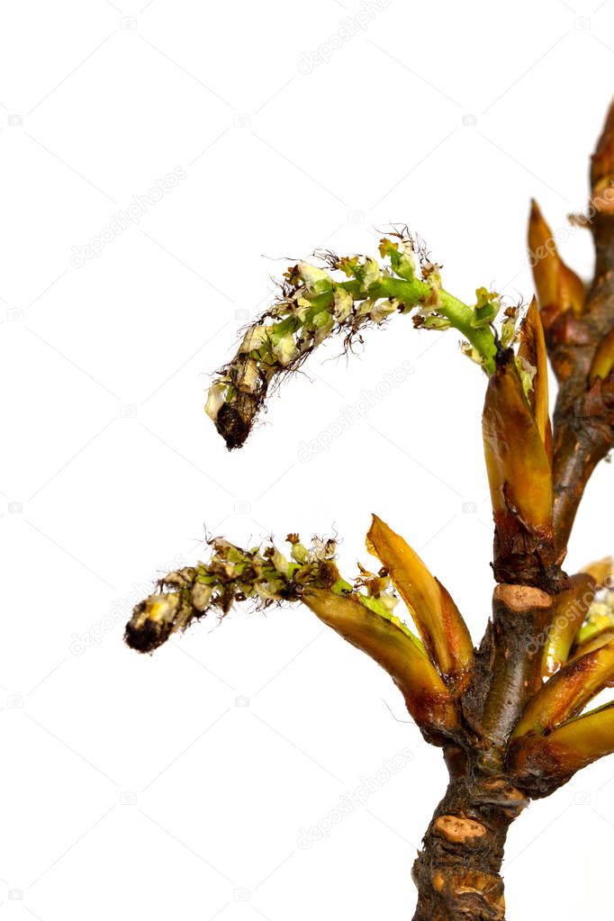 Green maple buds on white background