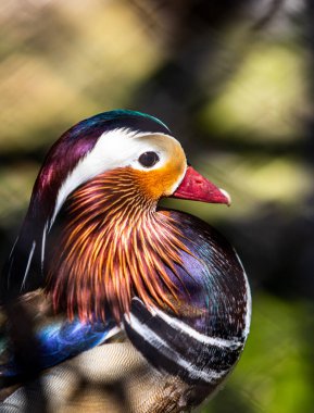 Mandarin ördeğinin yakın profili. Aix galericulata, su kuşu.