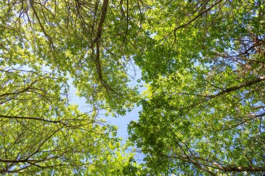 Mavi gökyüzü, bahar doğa karşı aşağıda ağaçlar görünümü yeşil yaprakları.
