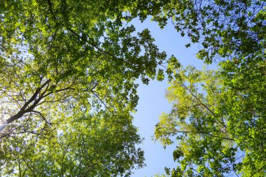 Mavi gökyüzü, bahar doğa karşı aşağıda ağaçlar görünümü yeşil yaprakları.