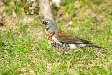 Yeşil çim içinde Song Thrush. Doğa kuşlar WESTA.