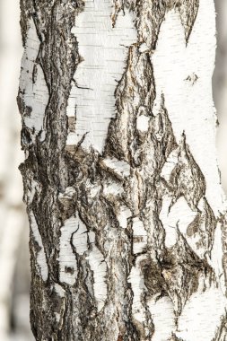 Huş kabuğu yakın çekim dokusuna.