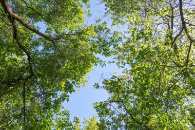 Mavi gökyüzü, bahar doğa karşı aşağıda ağaçlar görünümü yeşil yaprakları.