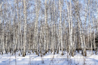 Huş ağacı orman kış manzarası.
