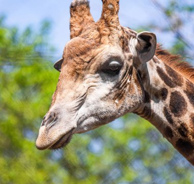 Gökyüzüne karşı bir zürafa Başkanı.