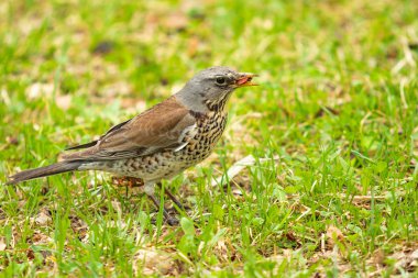 Yeşil çim içinde Song Thrush. Doğa kuşlar WESTA.