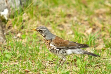 Yeşil çim içinde Song Thrush. Doğa kuşlar WESTA.