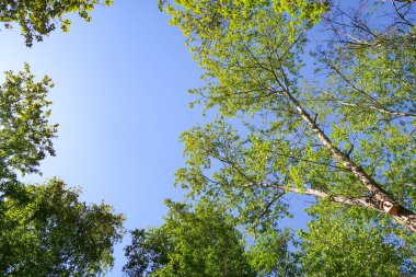 Mavi gökyüzü, bahar doğa karşı aşağıda ağaçlar görünümü yeşil yaprakları.