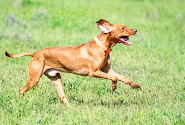 Av kırmızı köpek yeşil çim üzerinde çalışır. Yaz yeşili çayır.