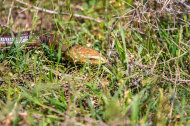 Bir yılan kafası sarı, yeşil çim.