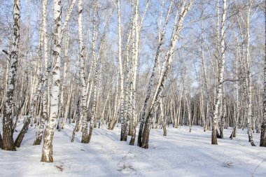 Huş ağacı orman kış manzarası.