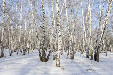 Huş ağacı orman kış manzarası.