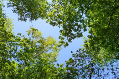 Mavi gökyüzü, bahar doğa karşı aşağıda ağaçlar görünümü yeşil yaprakları.