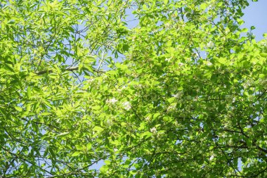 Mavi gökyüzüne karşı elma kiraz beyaz çiçekler. Doğa bahar.