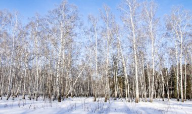 Huş ağacı orman kış manzarası.