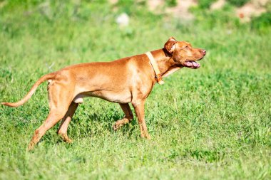 Av kırmızı köpek yeşil çim üzerinde çalışır. Yaz yeşili çayır.