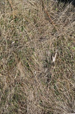 Kuru çim bahar manzara arka plan.