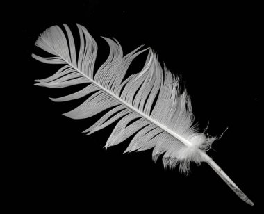 Siyah arkaplanda kuş tüyü.