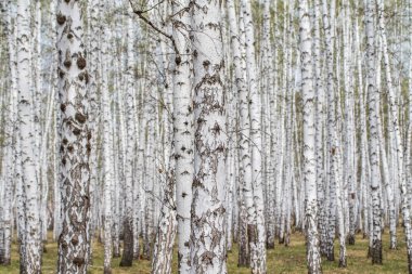 Beyaz huş ağaçları orman arka plan, bahar.