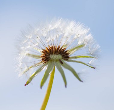 Bulanık arka planda beyaz kabarık karahindiba çiçeği.