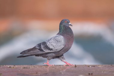 Vahşi gri mavi yakın yukarı, bulanık bir arka planda oturuyor.