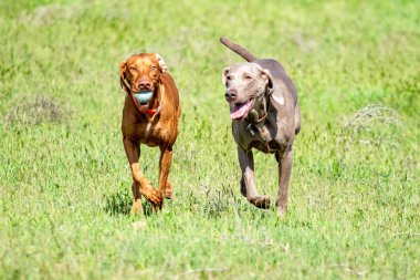 Köpek avcılık, doğa yeşil alan yaz.