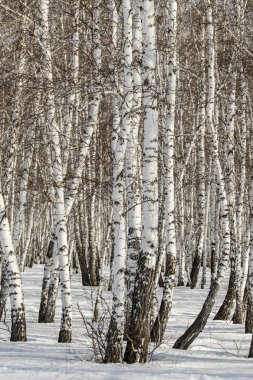 Huş ağacı orman kış manzarası.