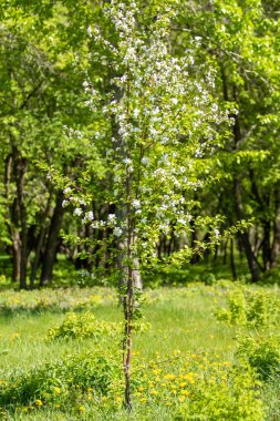 Çiçeklenme elma bahçesi. Elma ağaçları beyaz çiçekler, yeşil yaprakları yakın.