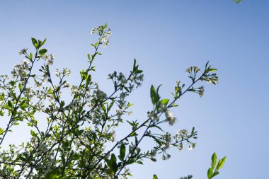 Mavi gökyüzüne karşı elma kiraz beyaz çiçekler. Doğa bahar.