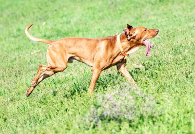 Av kırmızı köpek yeşil çim üzerinde çalışır. Yaz yeşili çayır.