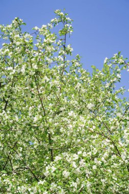 Bahar yeşili bahçe. Elma ağaçları mavi gökyüzüne karşı çiçek açtı.