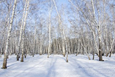 Huş ağacı orman kış manzarası.