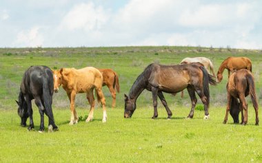 At yeşil bir çayır üzerinde yaz aylarında Otlanmış.