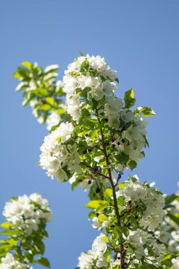 Elma ağacının beyaz çiçekler mavi gökyüzüne karşı ağacın yeşil yaprakları vardır.