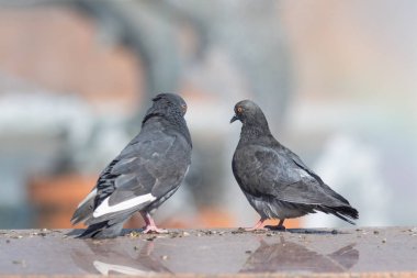 Vahşi güvercin oturur, arka plan bulanık, yaz doğa.